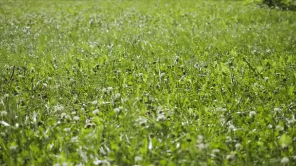 Herbe verte fraîche avec du vent coulant — Video