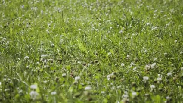 Hierba verde fresca con viento que fluye — Vídeos de Stock