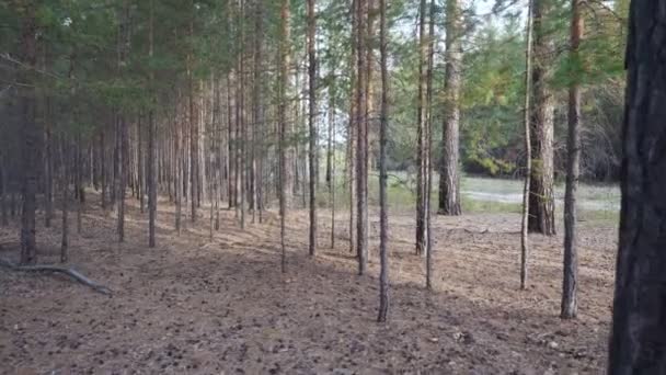 Красивый тихий лес в осеннее время — стоковое видео