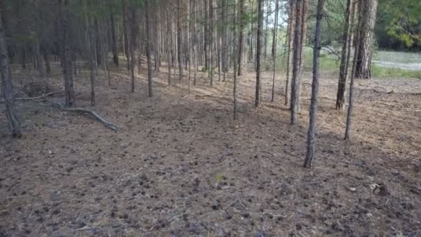 Bela floresta tranquila no outono — Vídeo de Stock