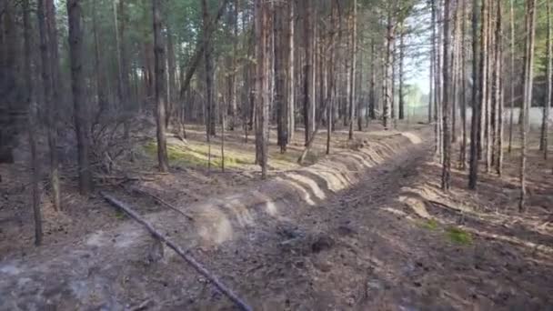 Mooie rustige bos in de herfst tijd — Stockvideo