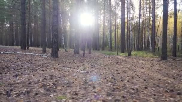 Красивий спокійний ліс в осінній час — стокове відео