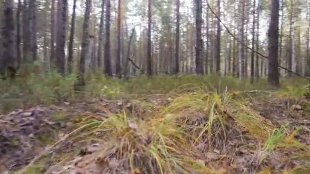 Sonbahar zaman huzurlu ormanda — Stok video