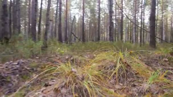 Mooie rustige bos in de herfst tijd — Stockvideo