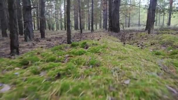 Mooie rustige bos in de herfst tijd — Stockvideo