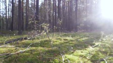 Sonbahar zaman huzurlu ormanda