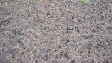 Sonbahar zaman huzurlu ormanda