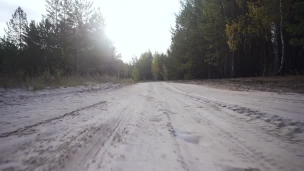 Hermoso bosque tranquilo en otoño — Vídeo de stock