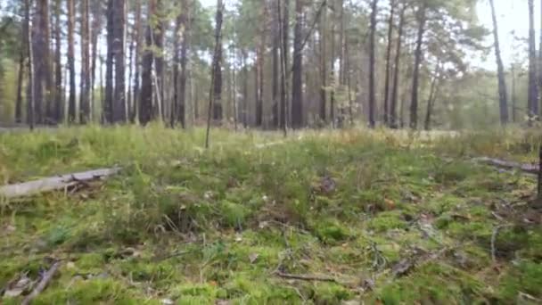 Mooie rustige bos in de herfst tijd — Stockvideo