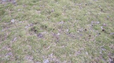 Sonbahar zaman huzurlu ormanda