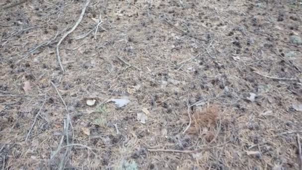 Belle forêt tranquille en automne 