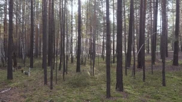 Piękny las spokojna w czasie jesieni — Wideo stockowe