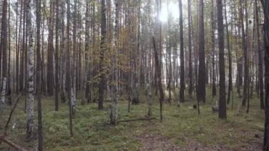 Sonbahar zaman huzurlu ormanda