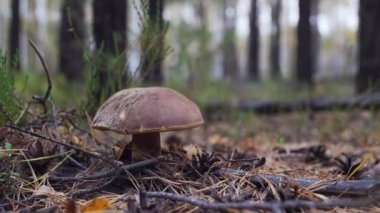Yakın çekim bir bıçak mantar ile kesmek adam vurdu.