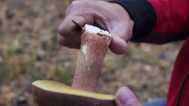 Close-up shot on man cut with a knife mushroom. — Stock Video