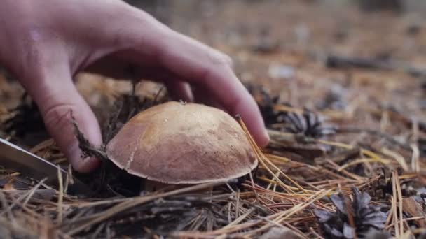 Close-up shot op man gesneden met een mes paddestoel. — Stockvideo