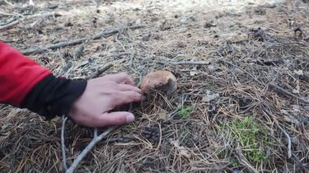 Close-up tiro no homem cortado com um cogumelo faca . — Vídeo de Stock