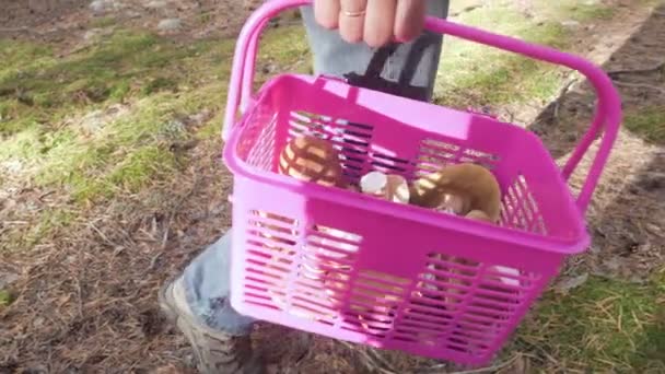 Homme avec un panier se promène dans la forêt de conifères et cherche des champignons . — Video