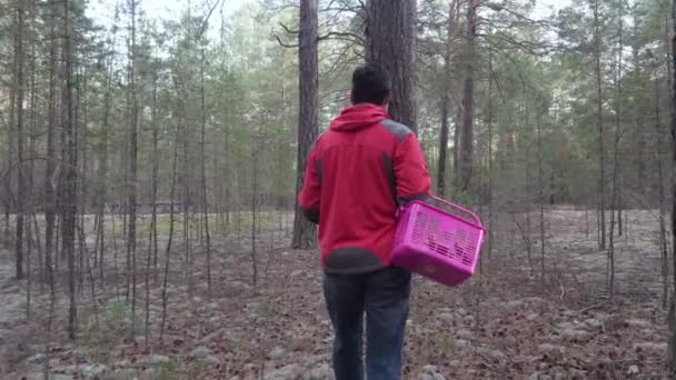 El hombre con una cesta camina por el bosque de coníferas y busca setas . — Vídeo de stock