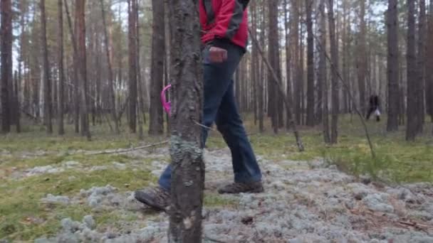 Homme avec un panier se promène dans la forêt de conifères et cherche des champignons . — Video