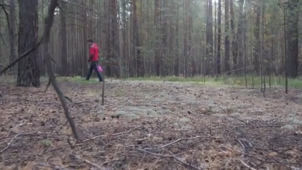 Mann mit Korb spaziert durch Nadelwald und sucht Pilze. — Stockvideo