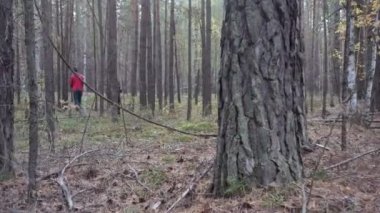 Adam bir sepet ile iğne yapraklı Ormanda yürür ve mantar için görünüyor.