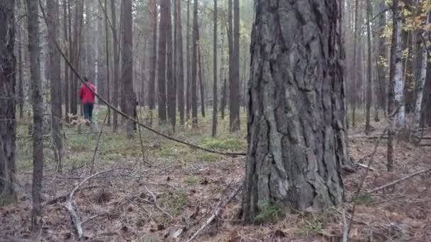 Man met een mand wandelingen in het naaldhout bos en zoekt naar paddestoelen. — Stockvideo