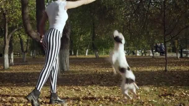 年轻女子训练黑白相间的狗斯塔福德在公园. — 图库视频影像