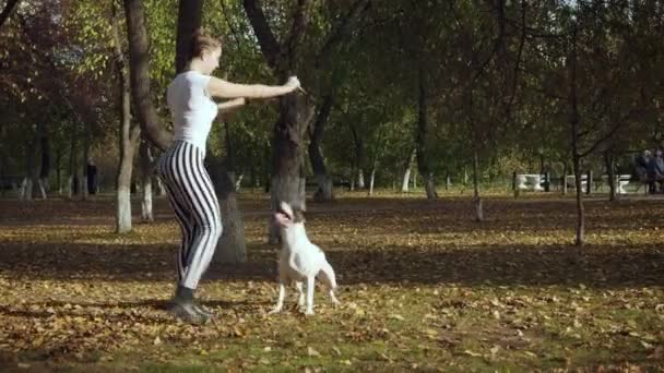 Молода жінка тренує чорно-білого собаку стаффорд в парку . — стокове відео