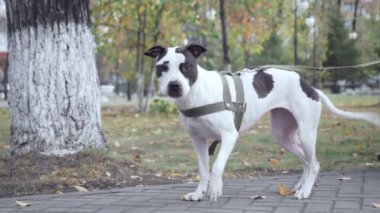 Park içinde havlayan Staffordshire Terrier lekeli.
