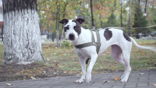 发现斯塔福德郡的猎狗在公园里叫. — 图库视频影像