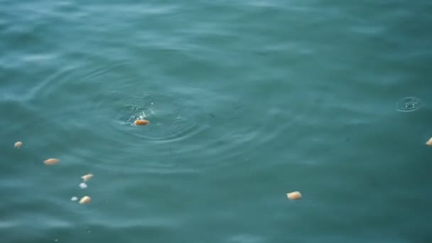 Tirando pan al pescado en el mar, muchos peces comiendo . — Vídeos de Stock