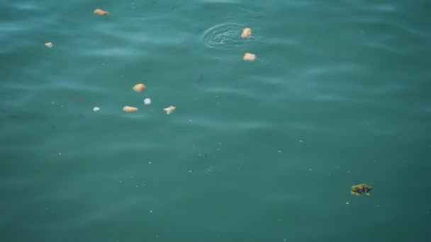 Tirando pan al pescado en el mar, muchos peces comiendo . — Vídeo de stock