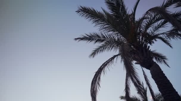 Puesta de sol a través de la silueta de hojas de palmera de coco . — Vídeo de stock