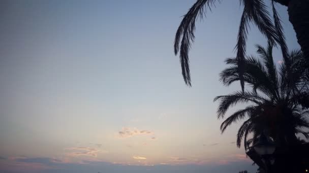 Západ slunce skrze coconut palm tree list silueta. — Stock video