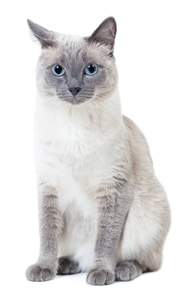 Blue-Point farbige thailändische Katze sitzt und schaut in die Kamera. — Stockfoto