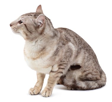 Oryantal tabby noktası erkek kedi oturma.