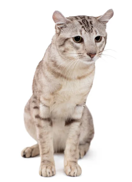 Orientalisk tabby-punkt hane katt sittande. — Stockfoto