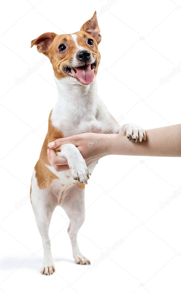 Human hand holds Jack Russell Terrier dog.