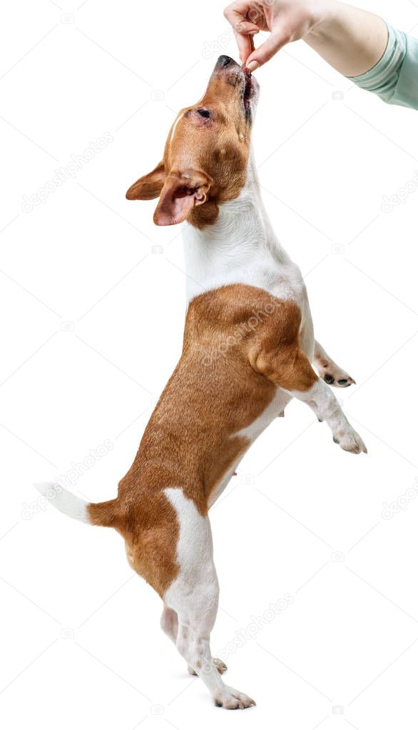 Jack Russell Terrier standing on its hind legs.