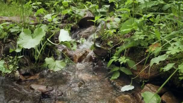 Pequeño arroyo en cascada con exuberante vegetación verde en el bosque . — Vídeo de stock