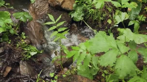 Piccolo torrente a cascata con lussureggiante vegetazione verde nel bosco . — Video Stock