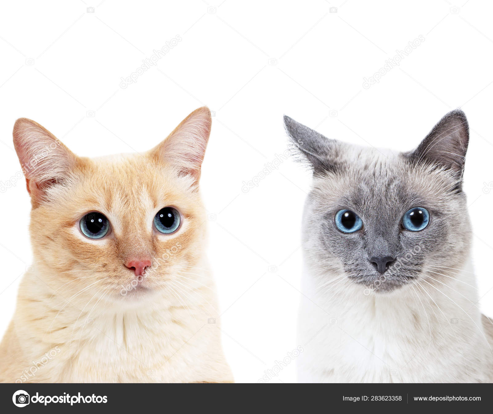 Blue Point Colored Thai Cat And Tabby Ginger Cat Together Stock Photo By C Kotin Blue Point Colored Thai Cat And Tabby Ginger Cat Together Stock Photo By C Kotin
