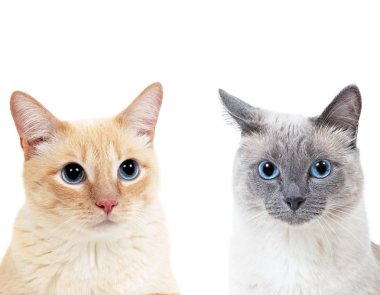 Mavi nokta renkli tay kedi ve tabby zencefil kedi birlikte.