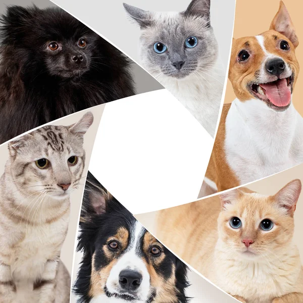 Collage de animales domésticos en círculo con espacio de copia . — Foto de Stock