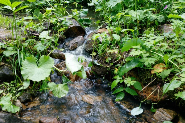 Small cascading stream with lush green vegetation in the forest. — Stock Photo, Image