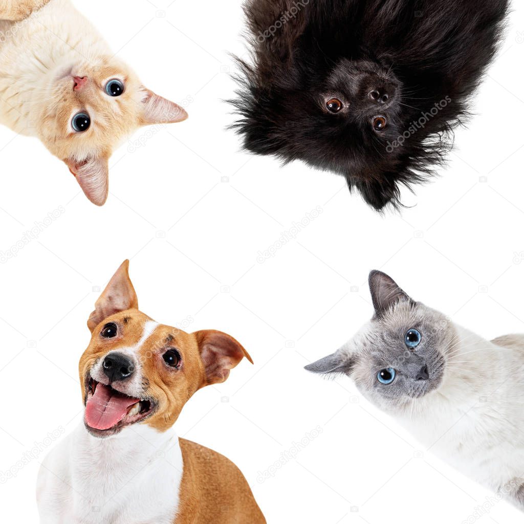 Collage of domestic animals in circle with copy space.