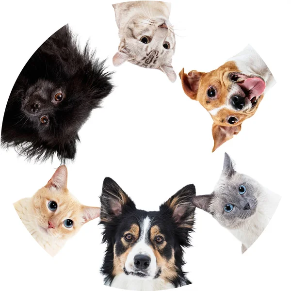 Collage af husdyr i cirkel med kopiplads . - Stock-foto