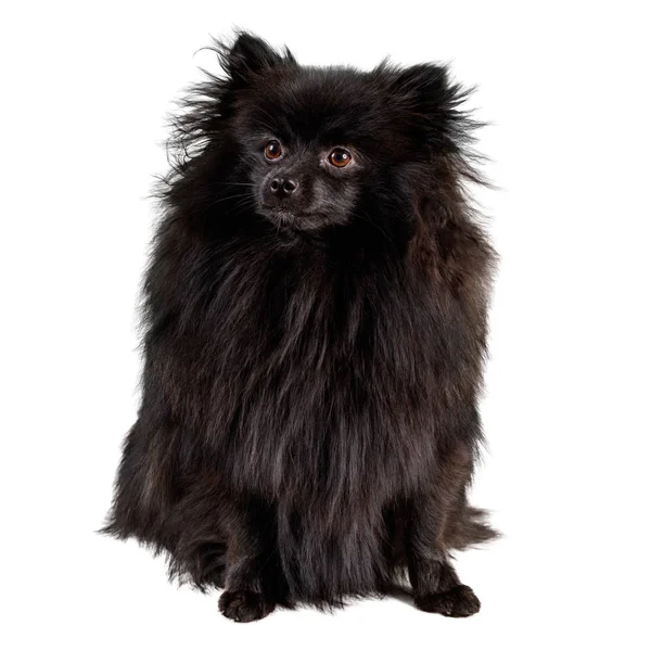 Black pomeranian spitz sitting. — Stock Photo, Image