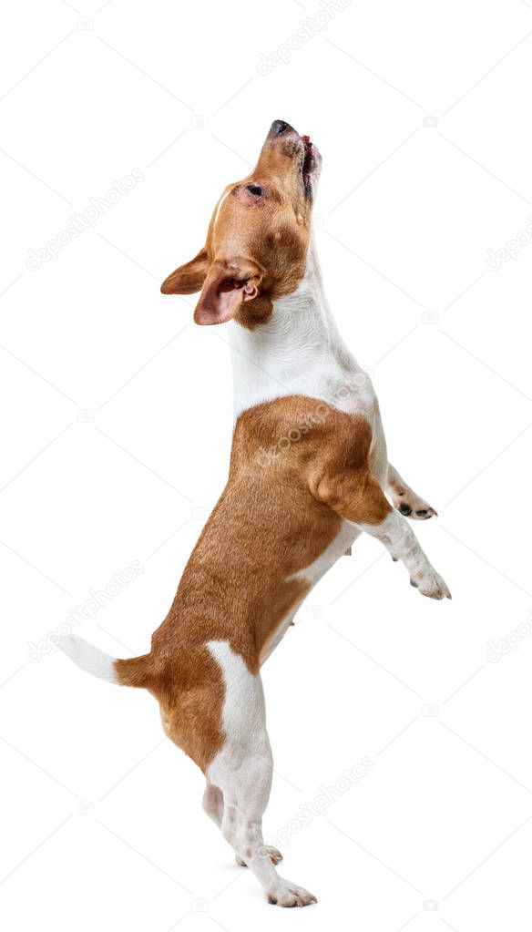 Jack Russell Terrier stands on hind legs.